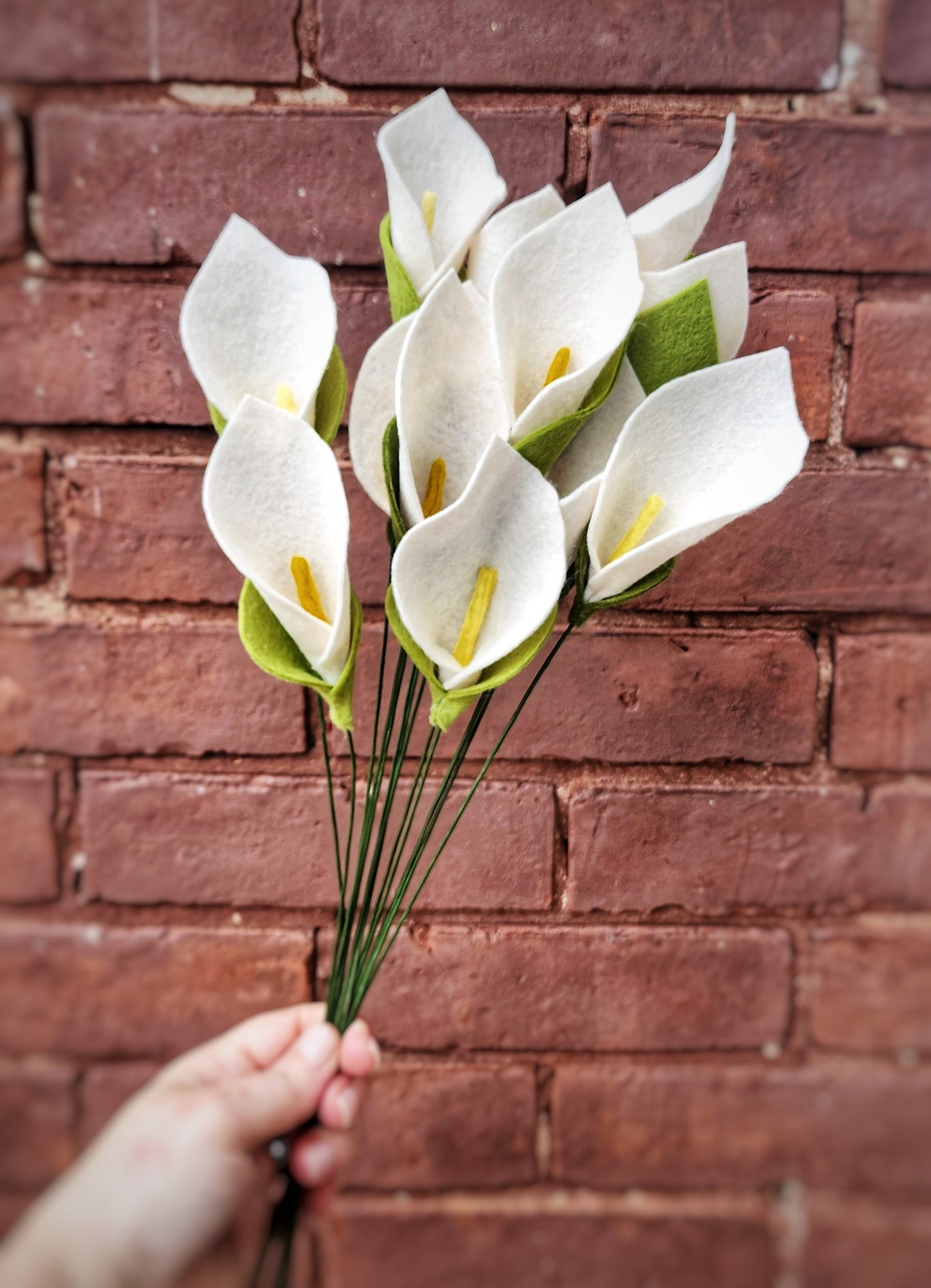 Calla Lily