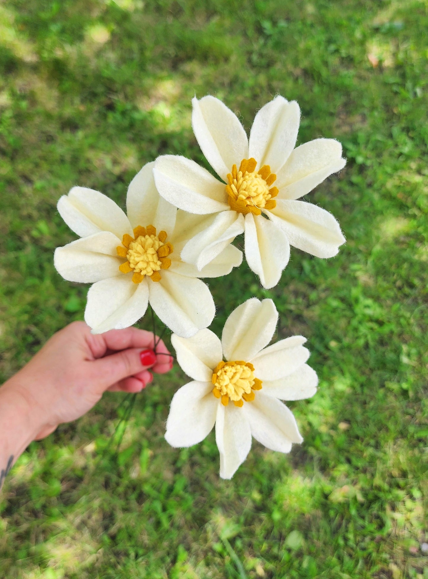 Cosmos Stem