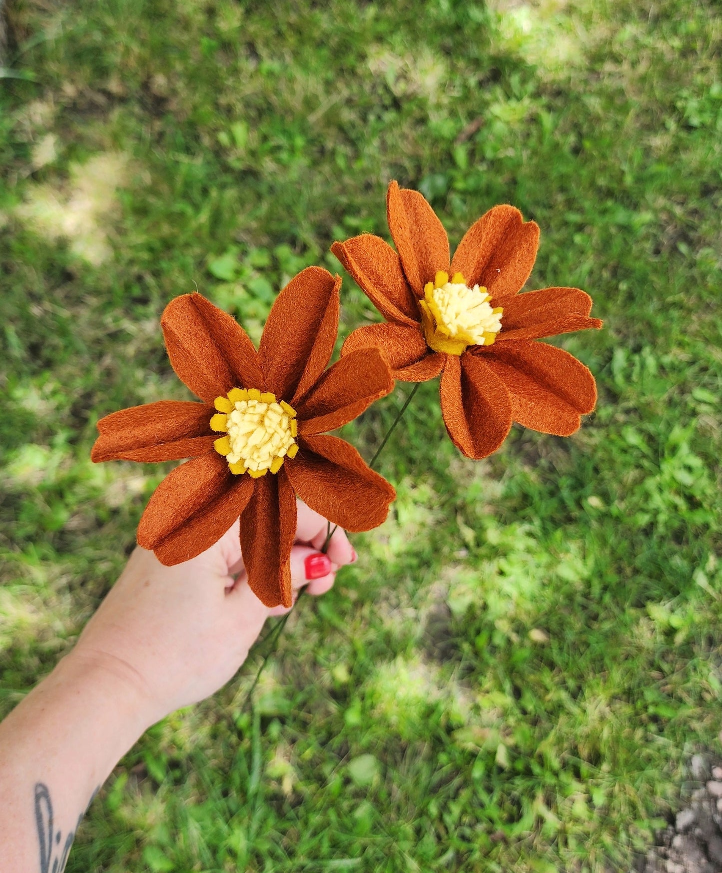 Cosmos Stem