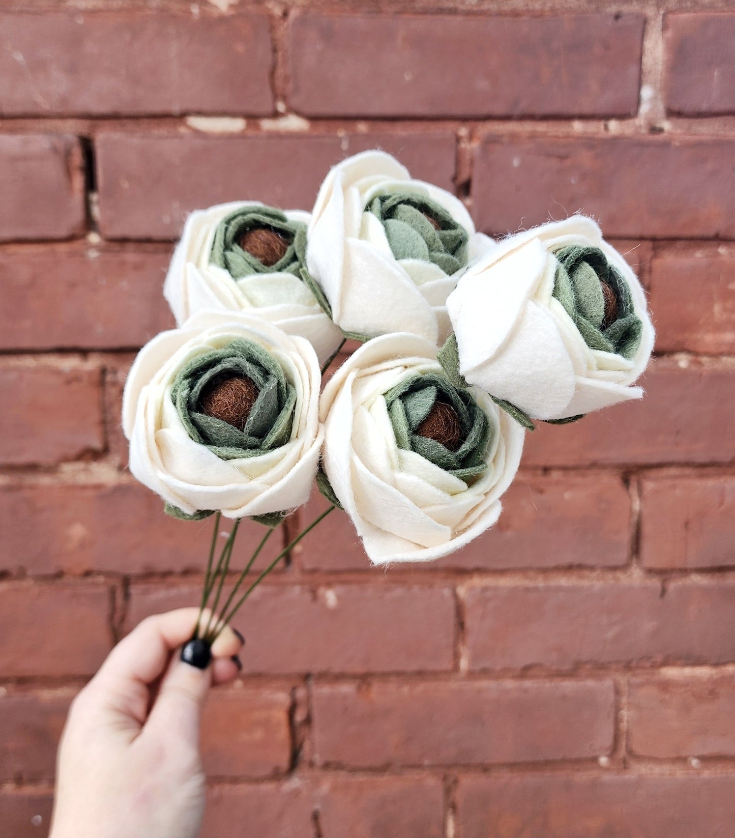 Ranunculus Stem