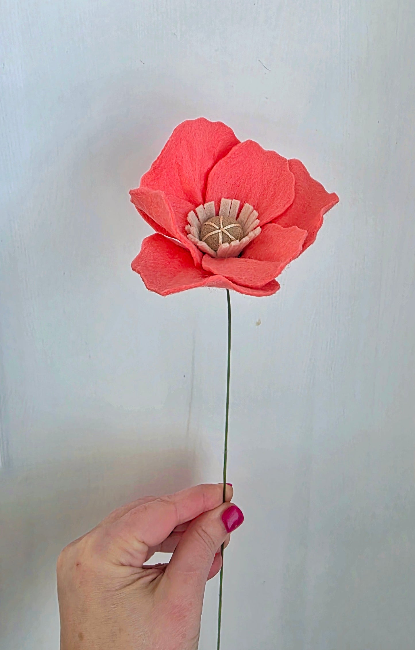 Icelandic Poppy Stem