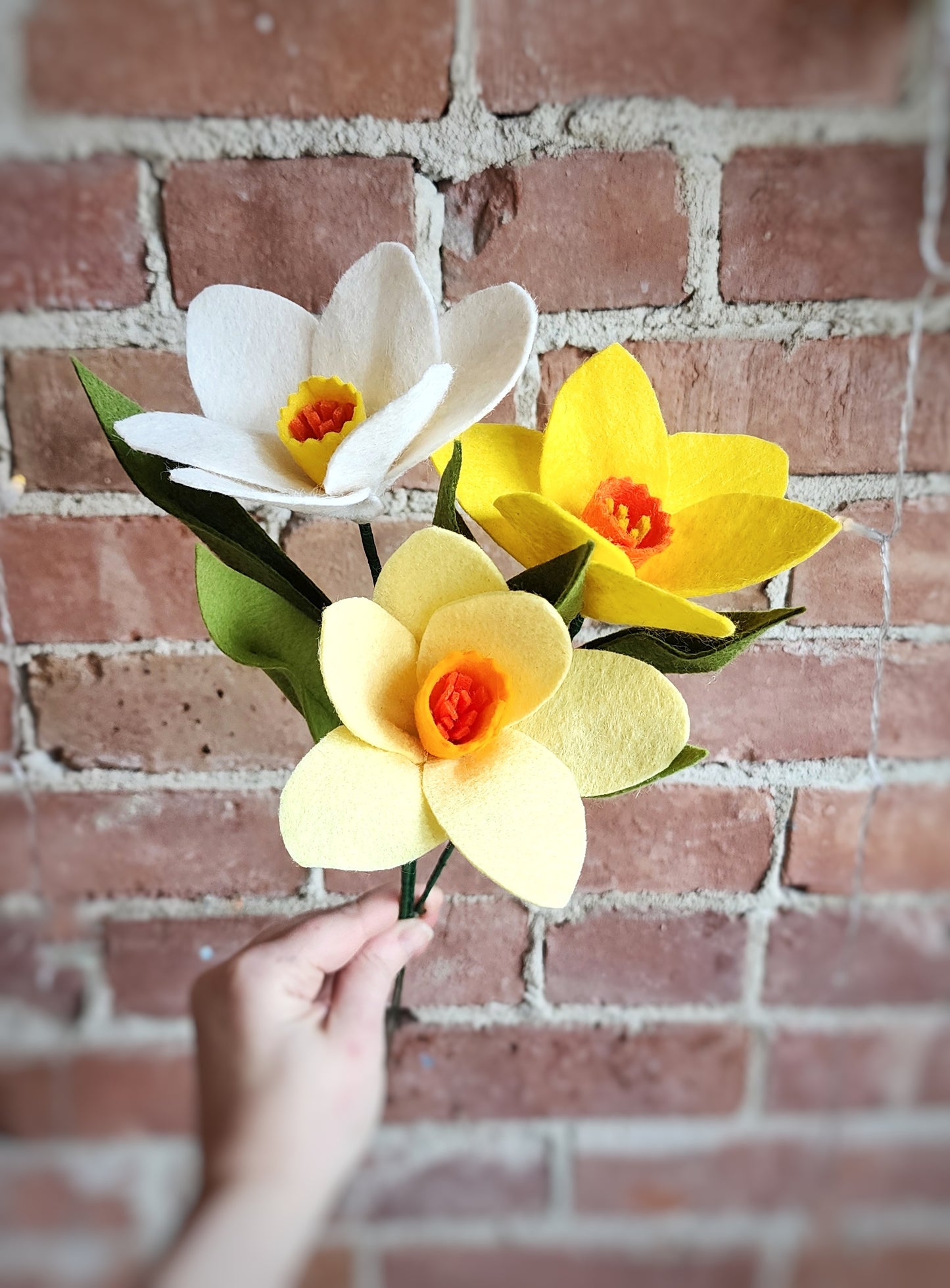 Daffodil Stem