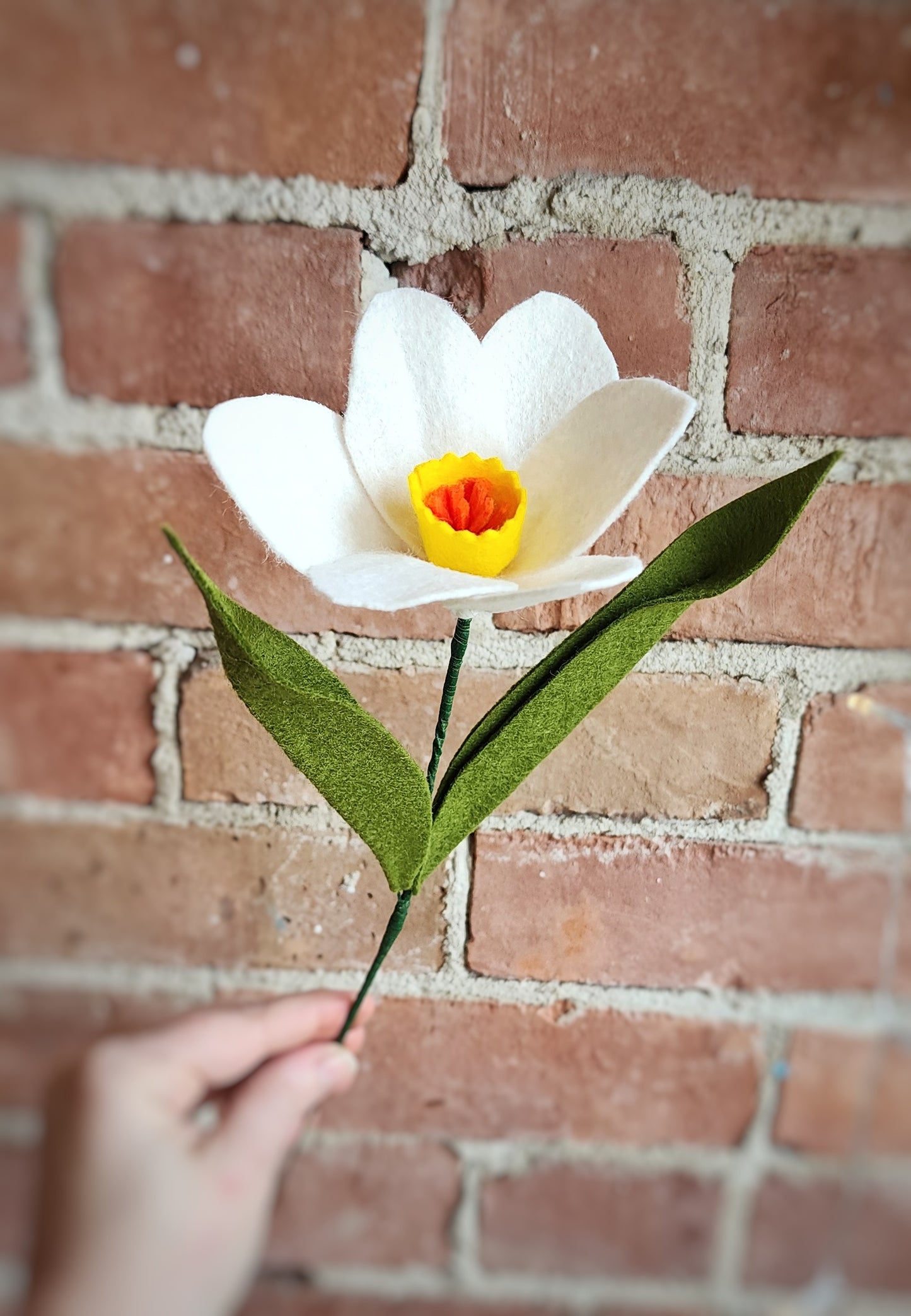 Daffodil Stem