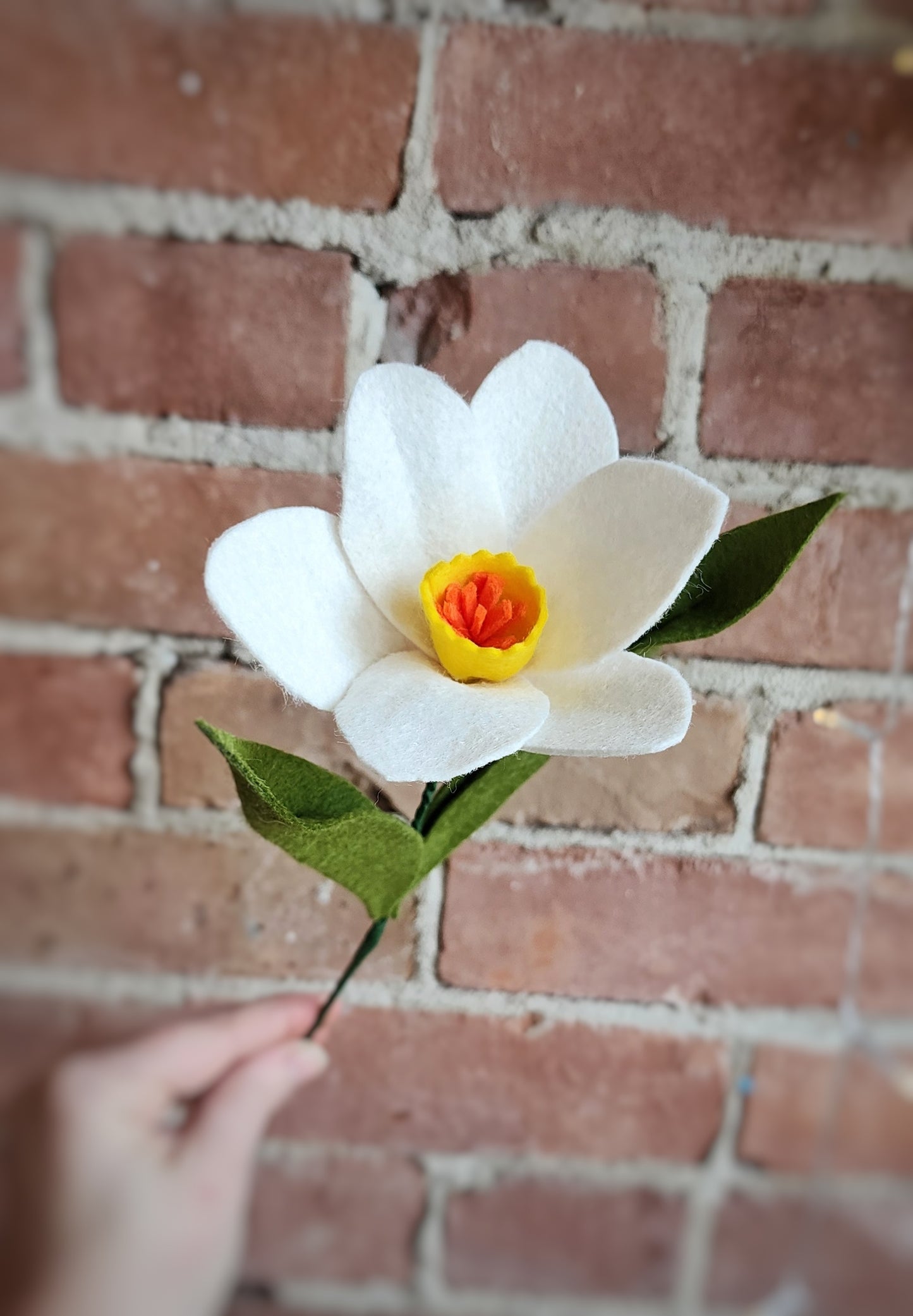 Daffodil Stem