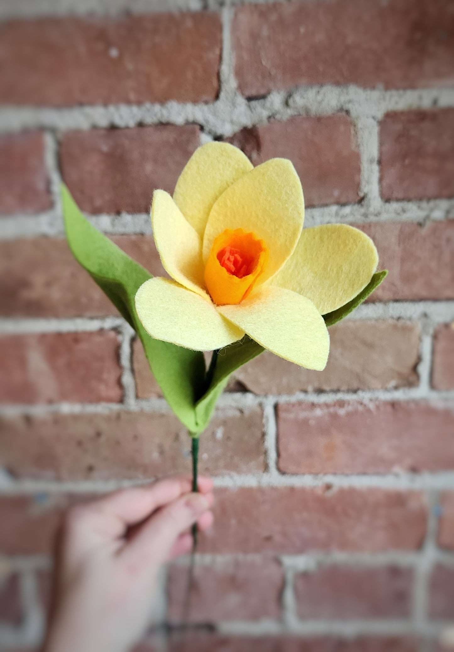 Daffodil Stem