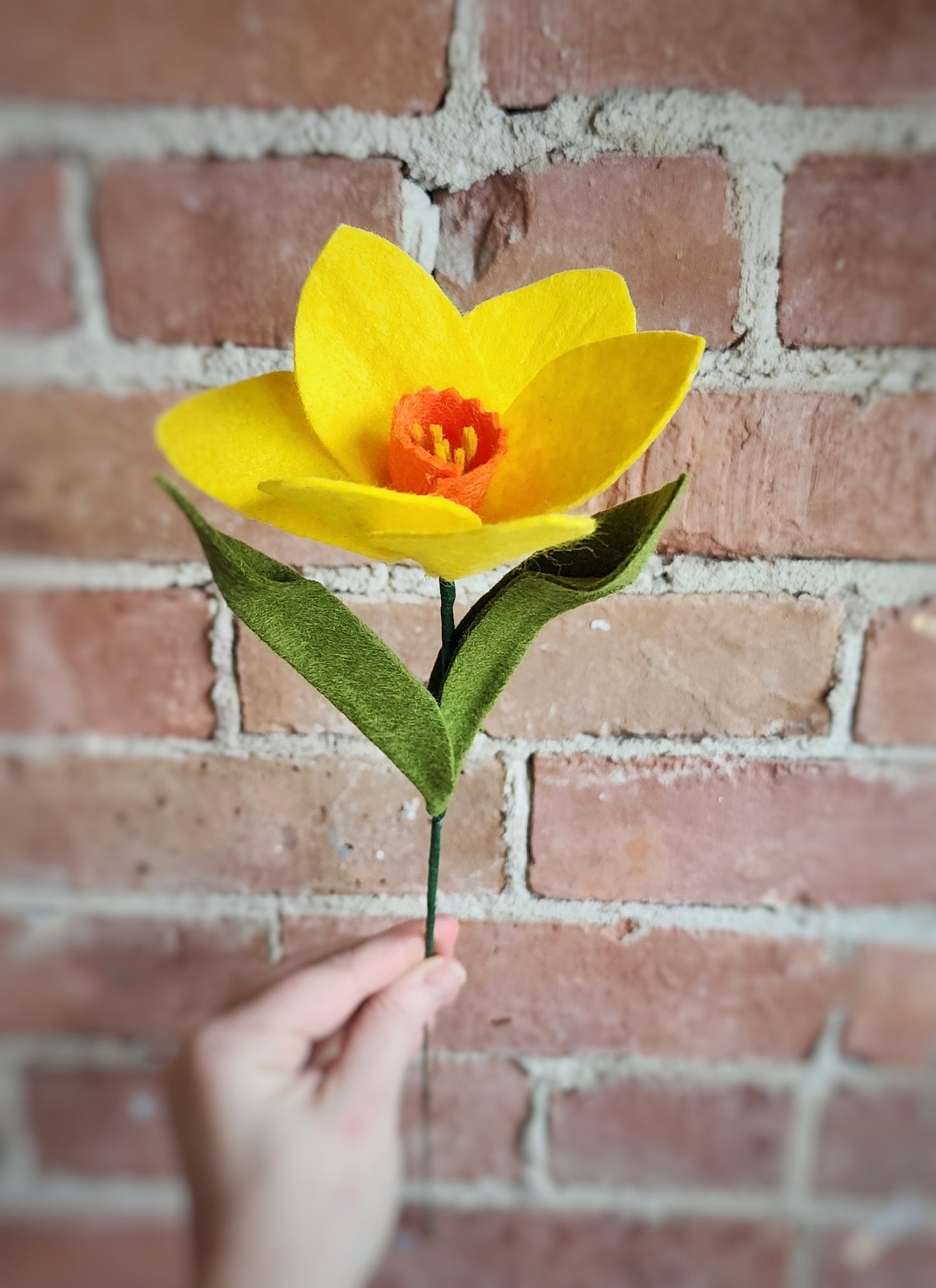 Daffodil Stem