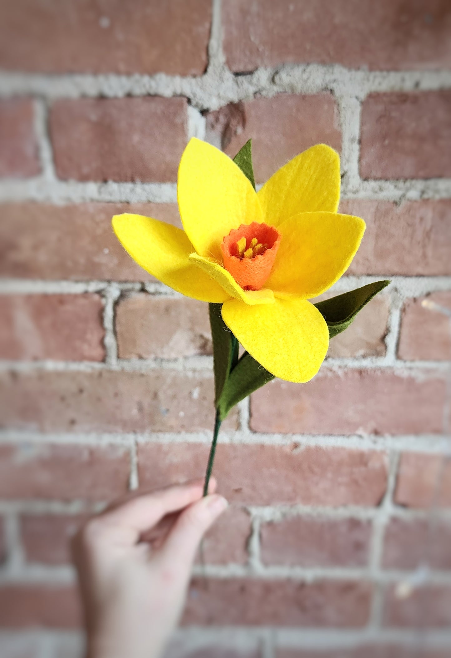 Daffodil Stem