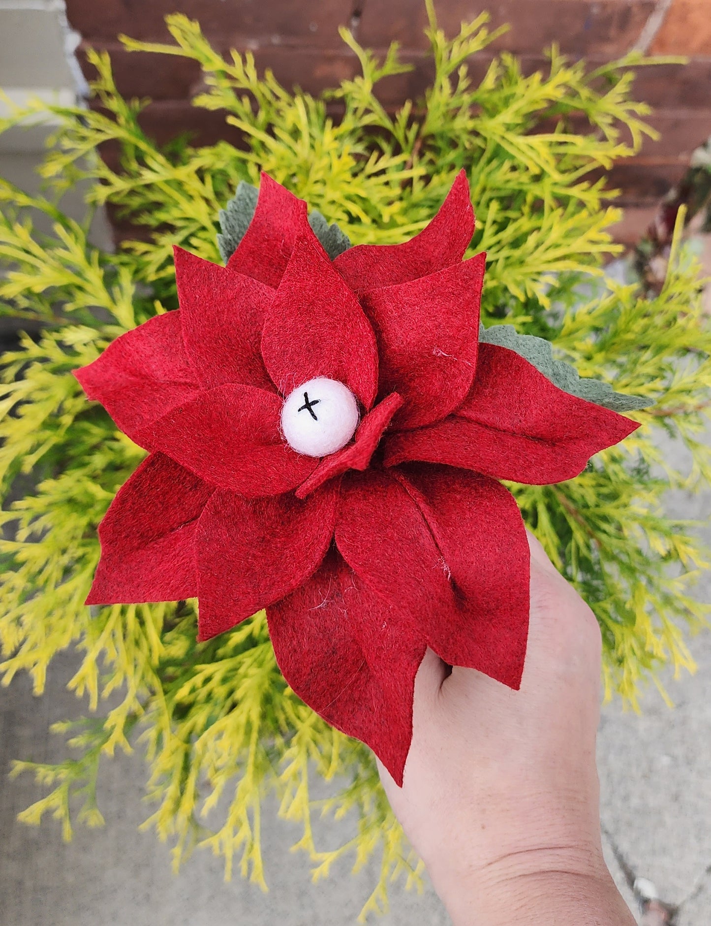 Poinsettia Stem