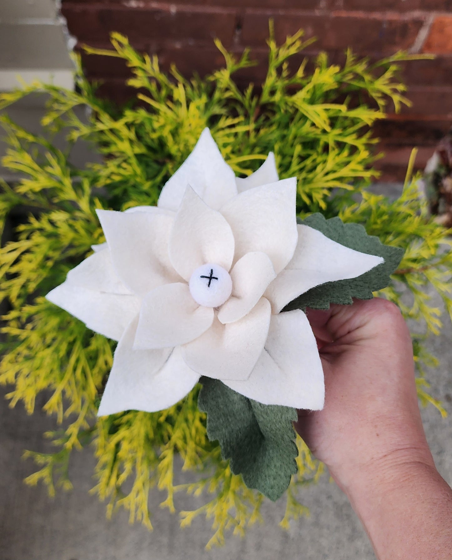 Poinsettia Stem