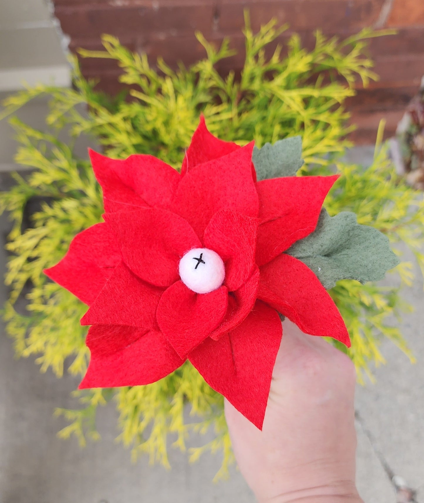Poinsettia Stem