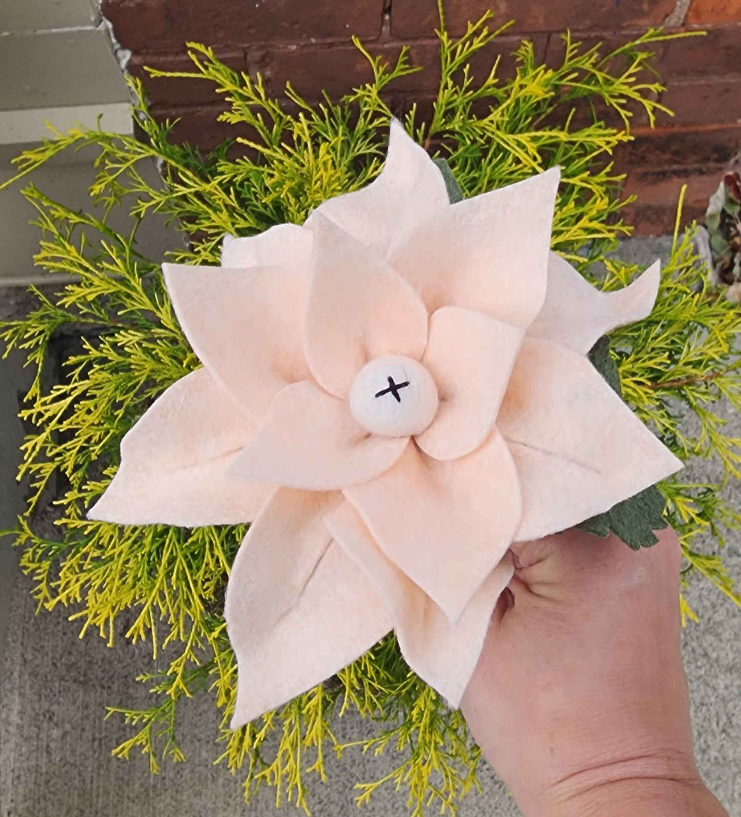Poinsettia Stem