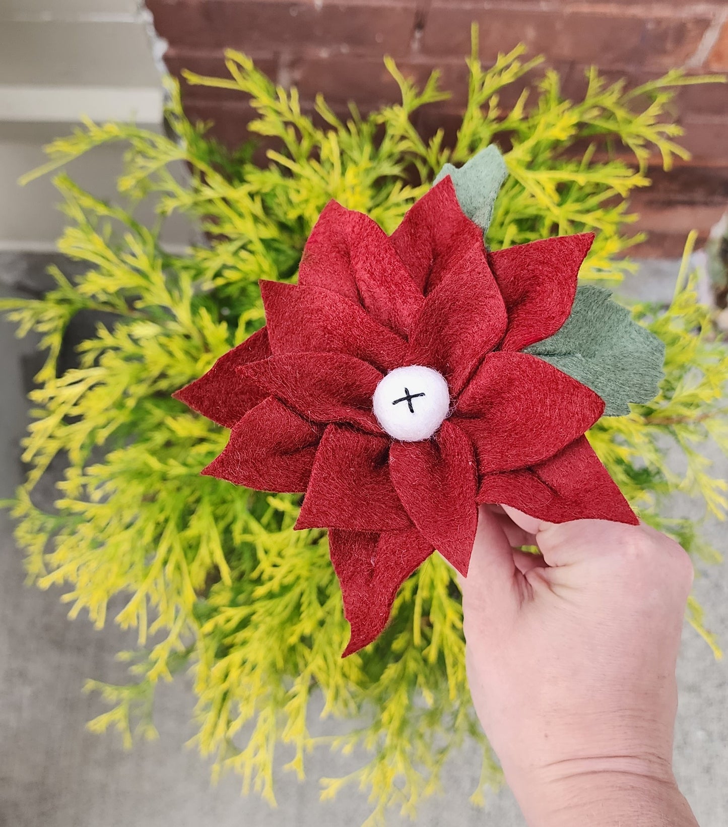 Poinsettia Stem