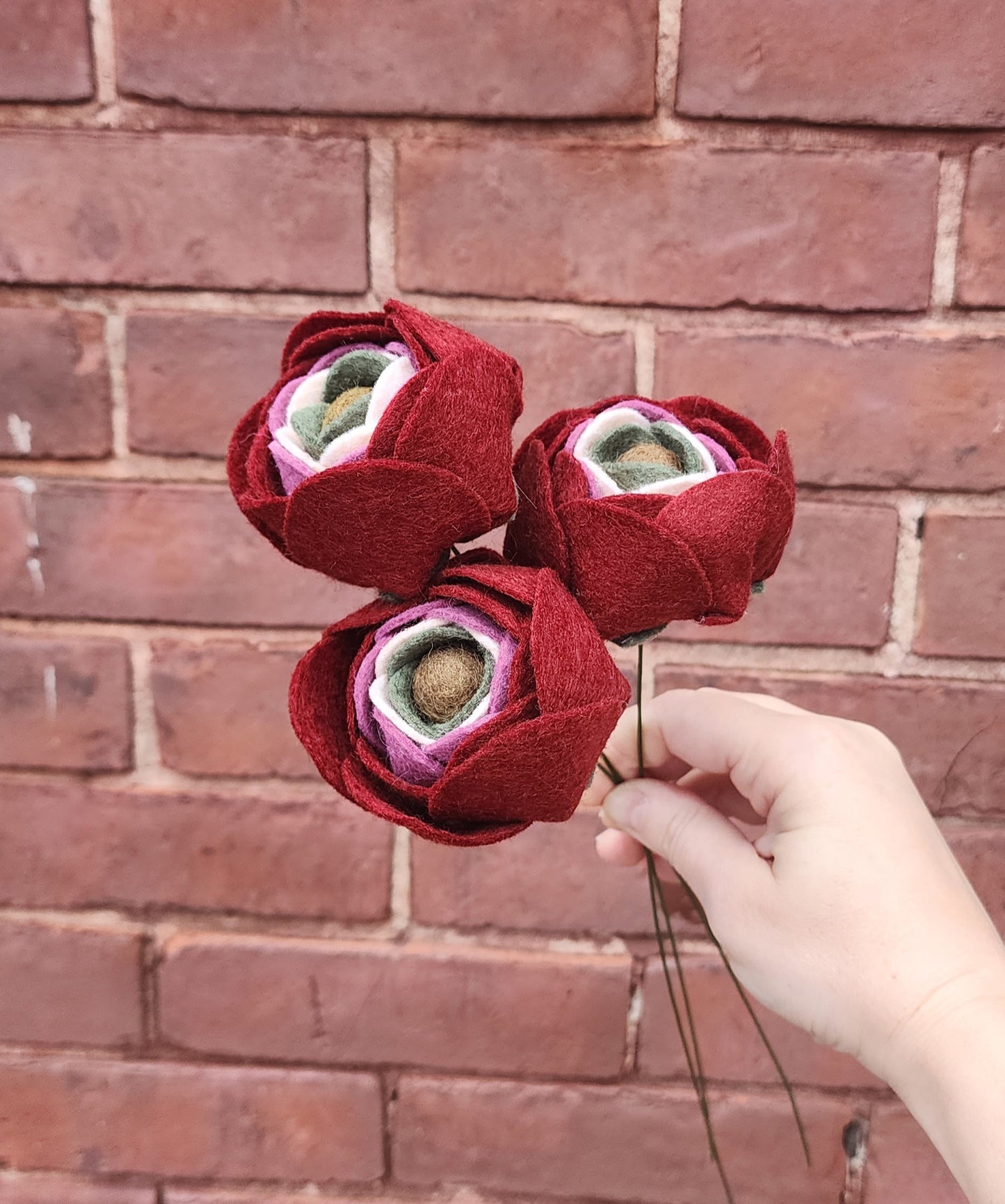 Ranunculus Stem