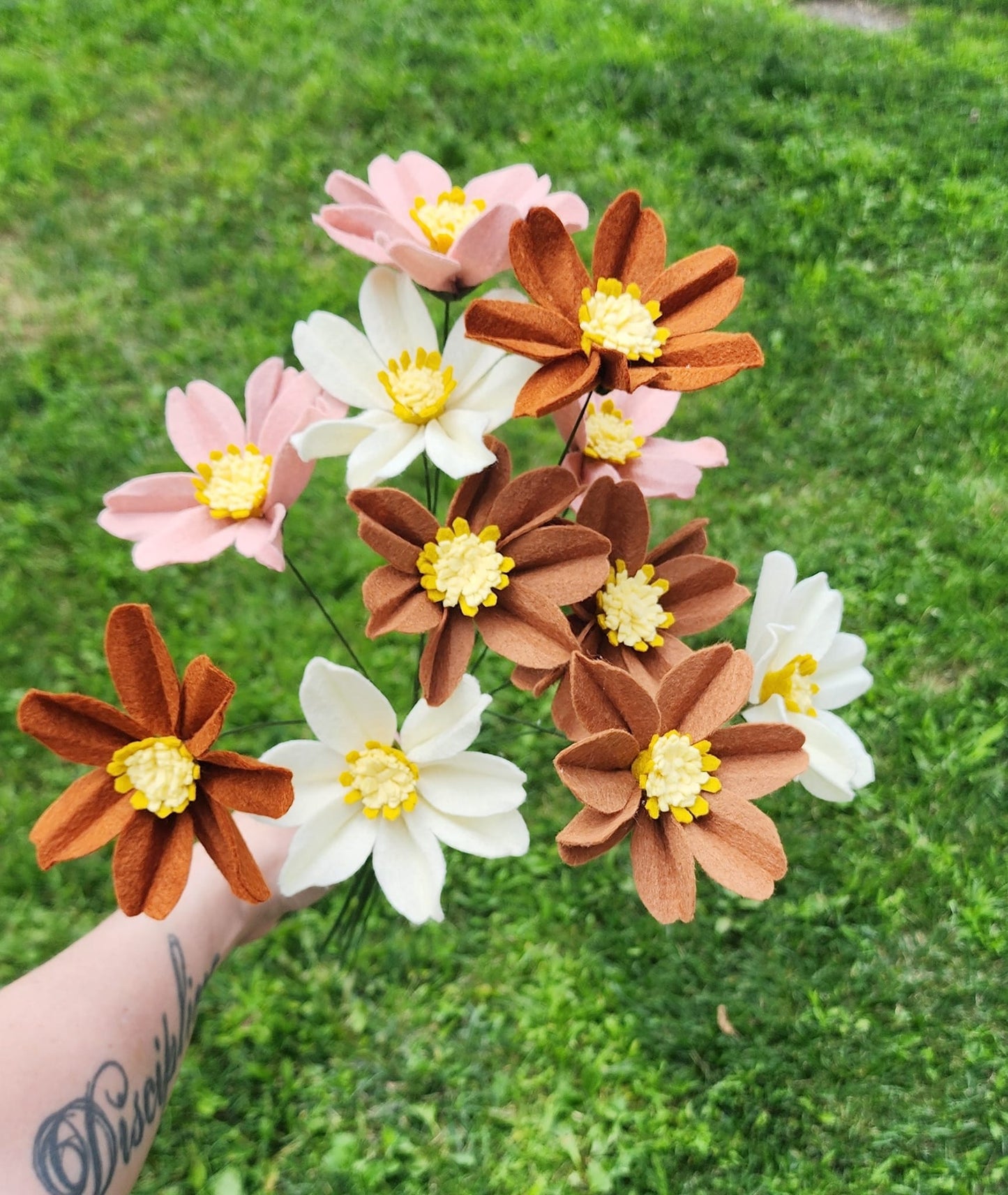 Cosmos Stem