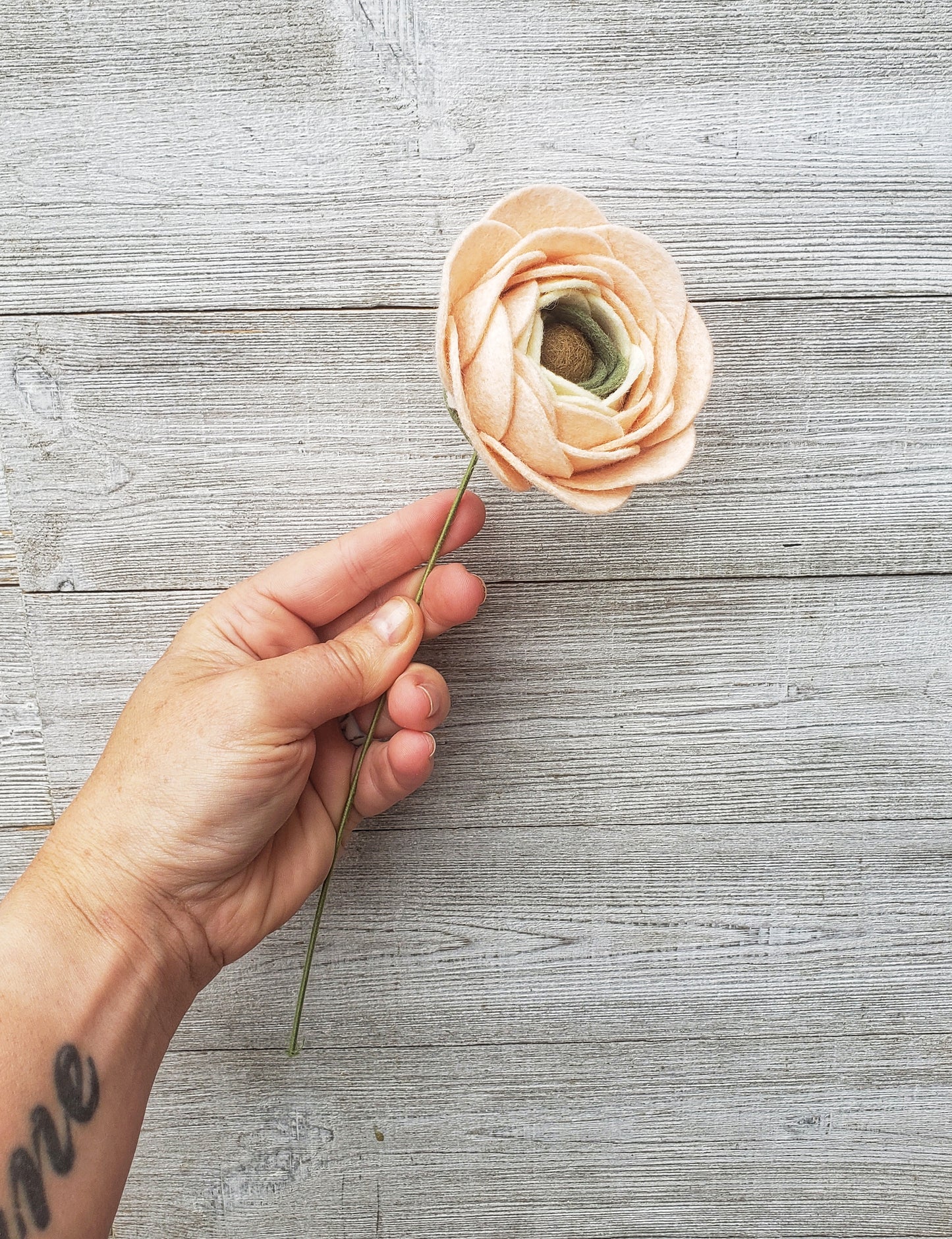 Ranunculus Stem