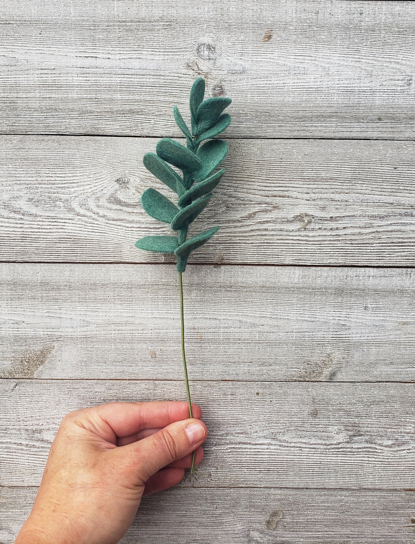 Eucalyptus Stem