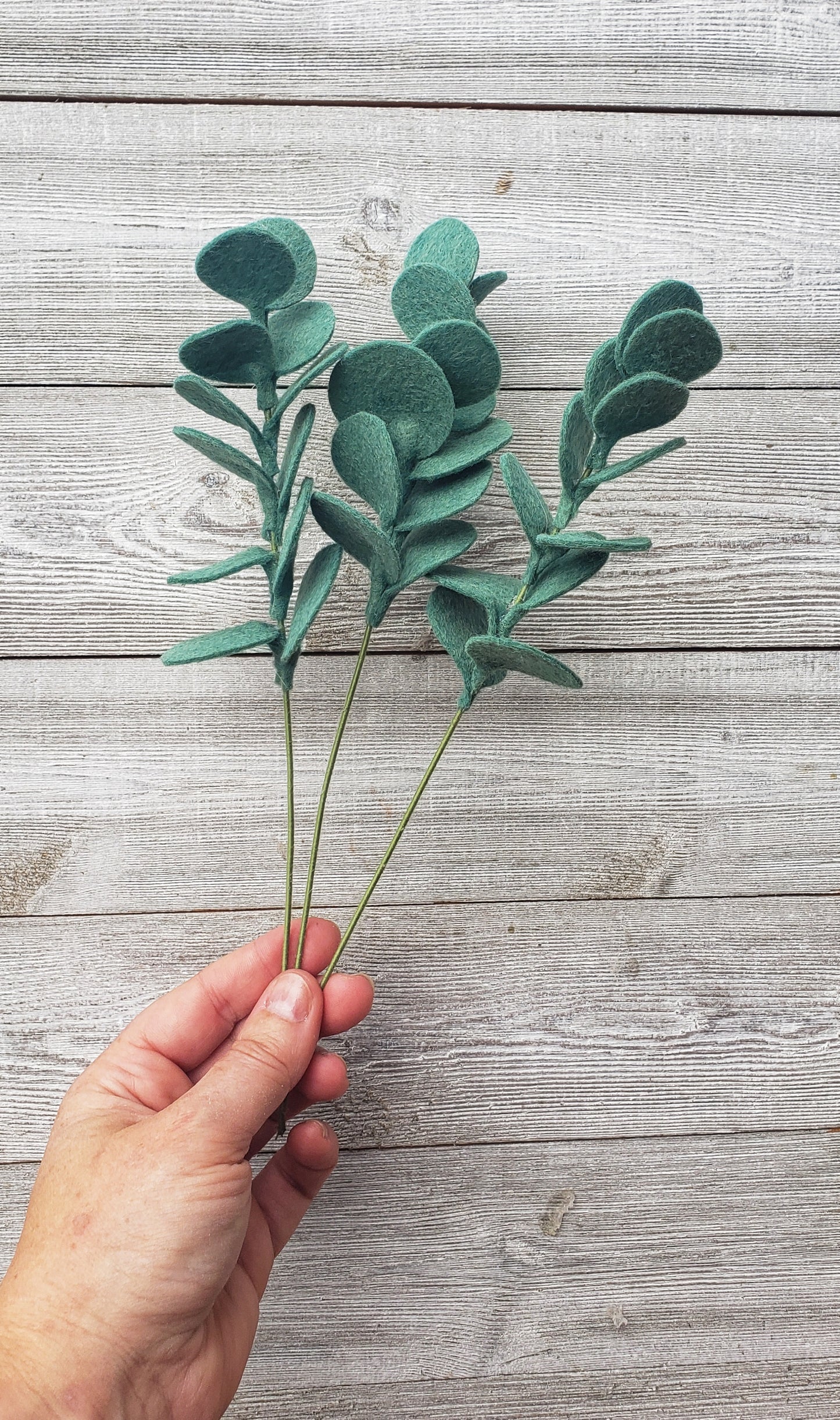Eucalyptus Stem