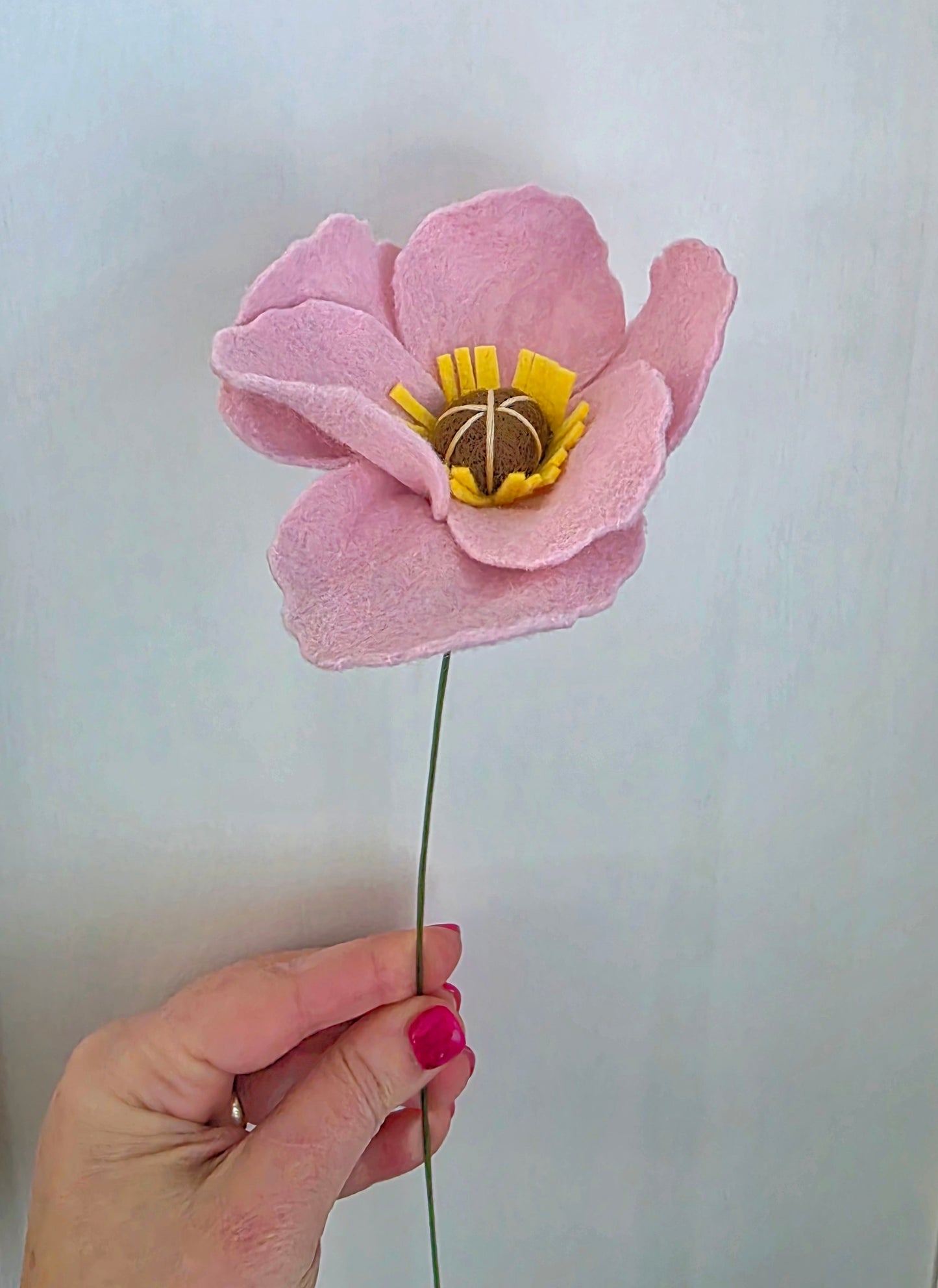 Icelandic Poppy Stem