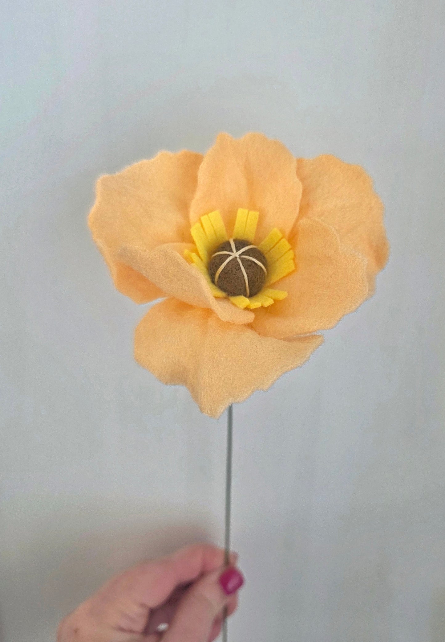Icelandic Poppy Stem