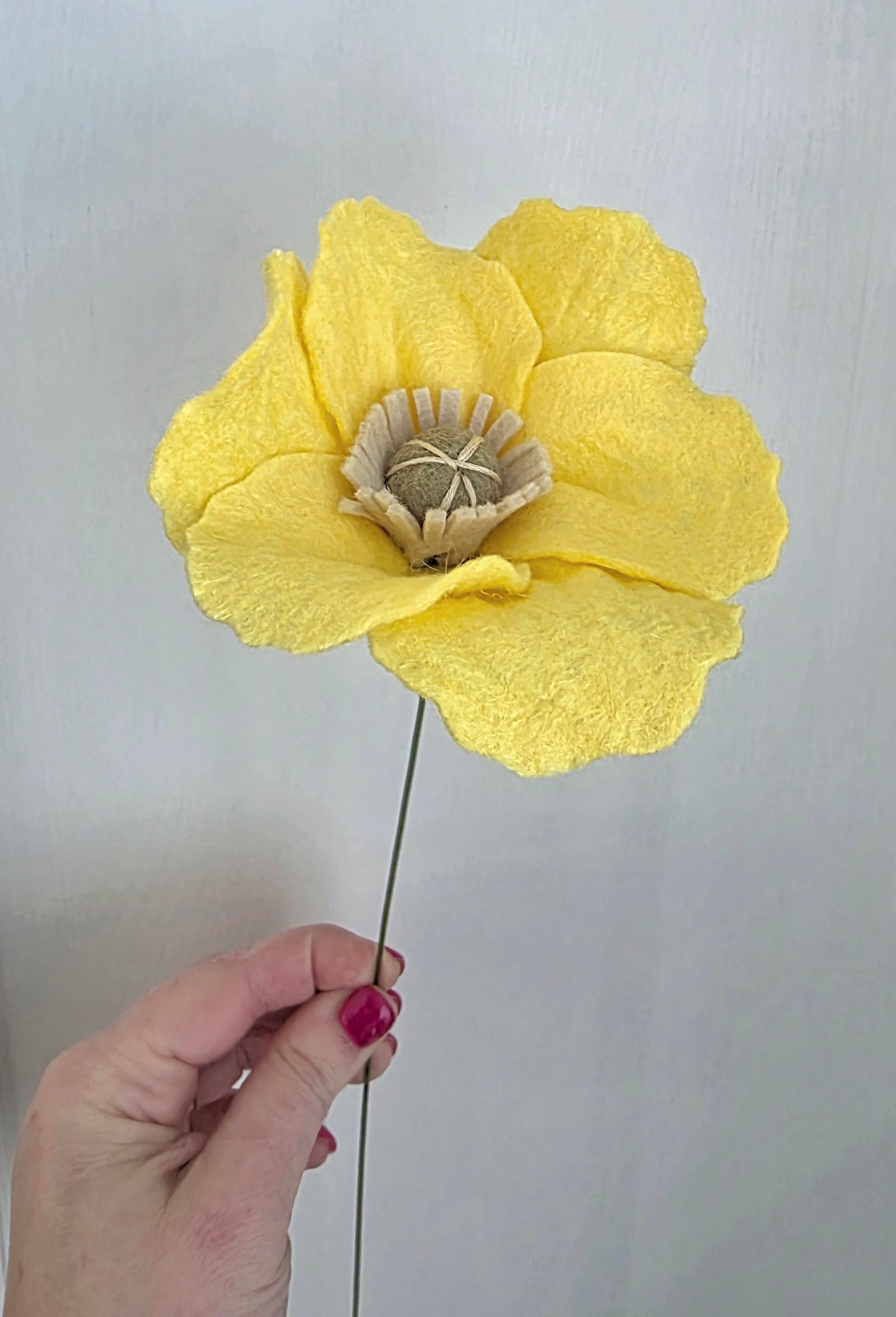 Icelandic Poppy Stem