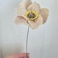 Icelandic Poppy Stem