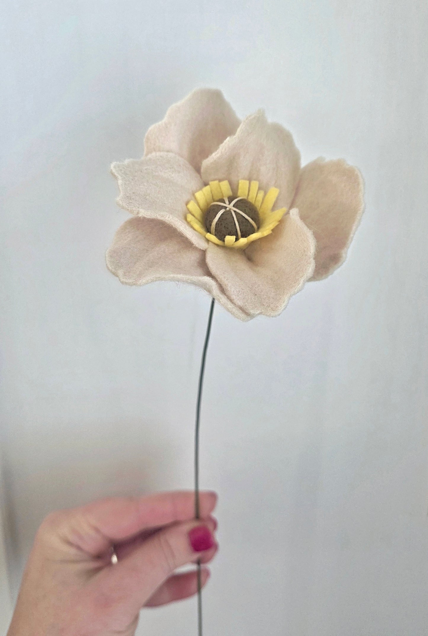 Icelandic Poppy Stem