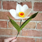Daffodil Stem
