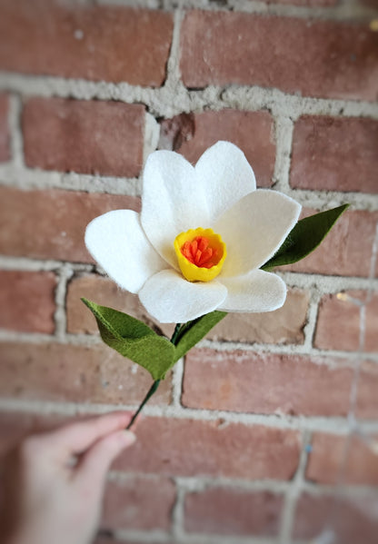 Daffodil Stem