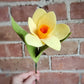 Daffodil Stem