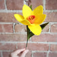 Daffodil Stem