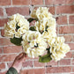 Hydrangea Stem