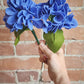 Hydrangea Stem