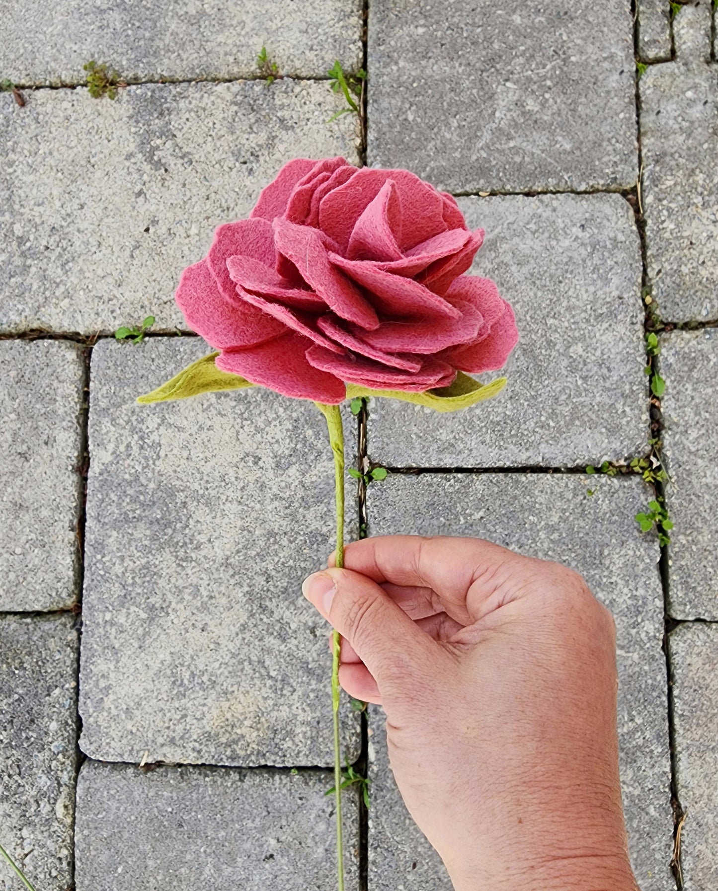 Large Carnation Stem