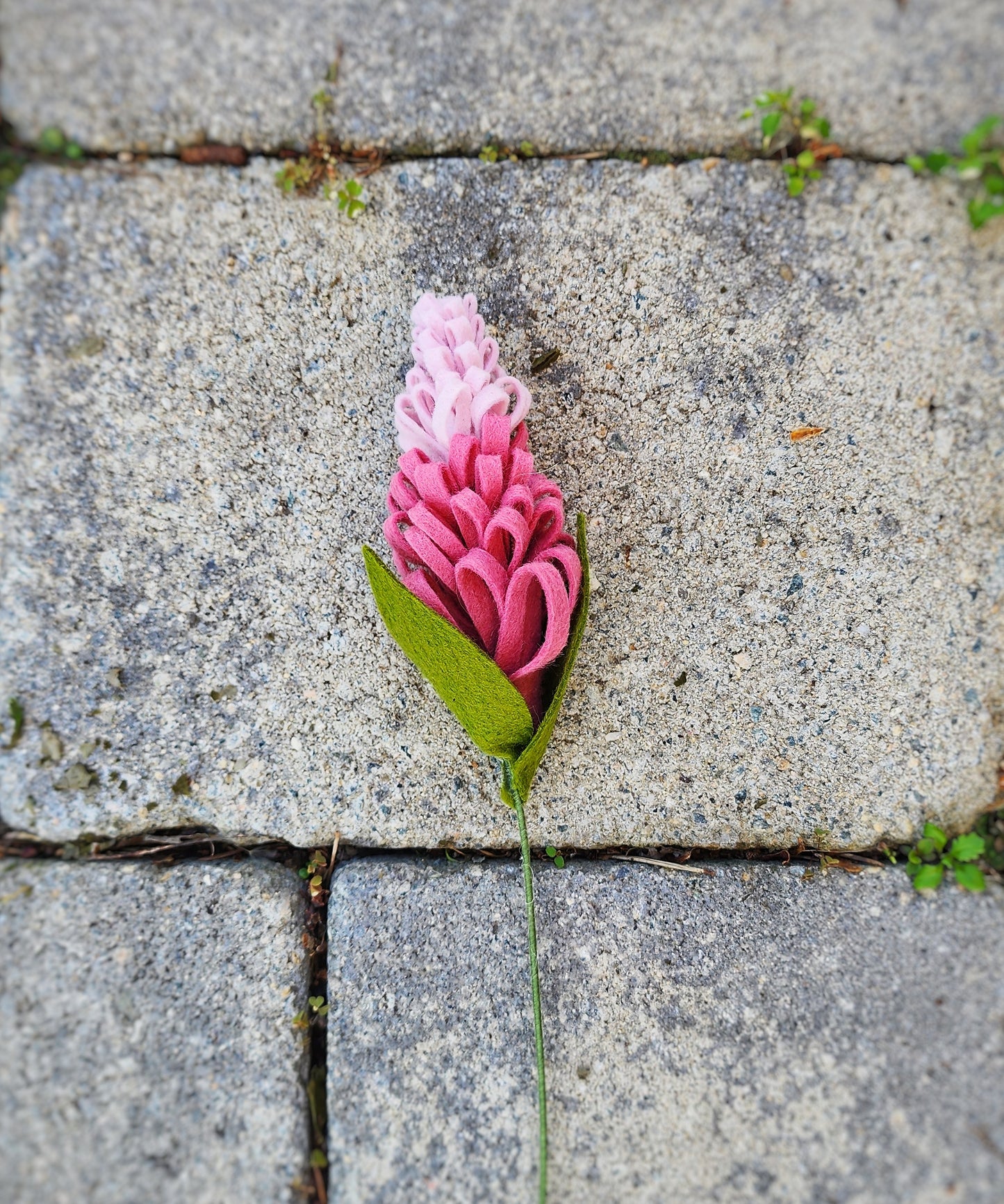 Lupine Stem