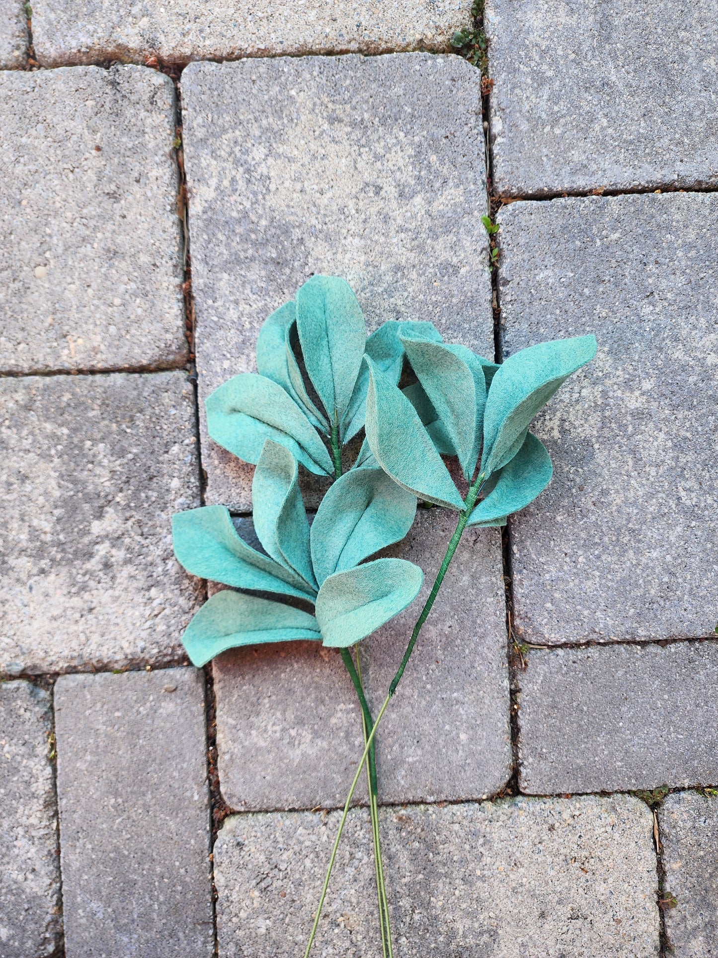 NEW! Lamb's Ear