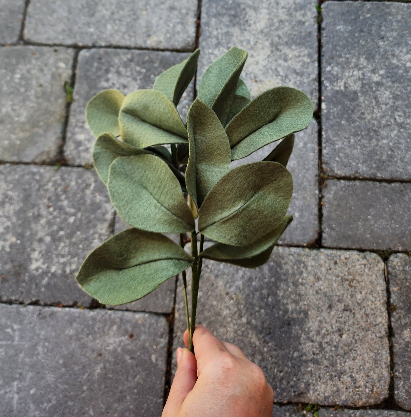 NEW! Lamb's Ear