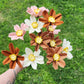 Cosmos Stem